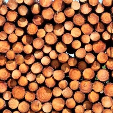 Pontaletes de eucalipto: quais suas aplicações e onde comprar?